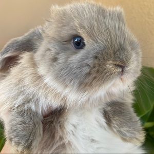 Meet your Posher, Ana